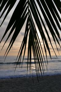 Preview wallpaper palm tree, branch, leaves, tropics, sea, beach