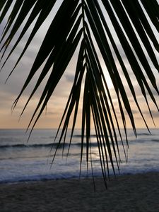 Preview wallpaper palm tree, branch, leaves, tropics, sea, beach