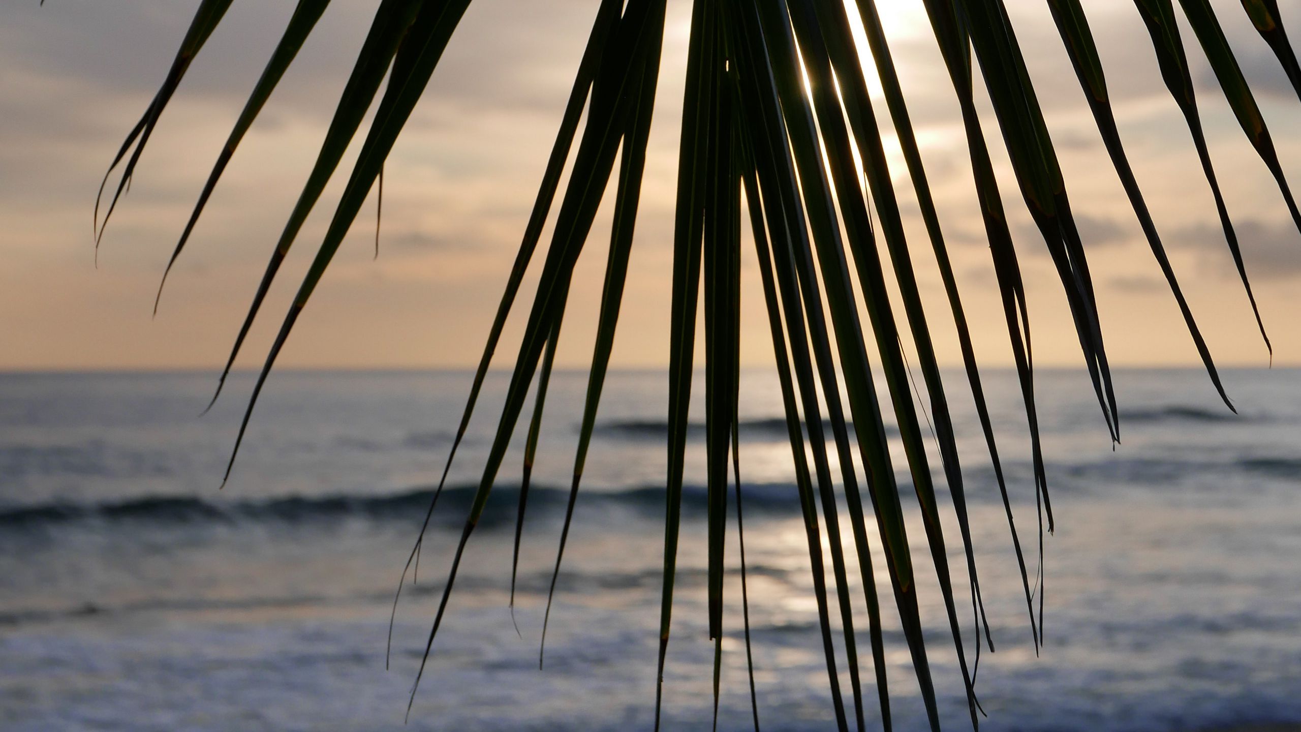 Download wallpaper 2560x1440 palm tree, branch, leaves, tropics, sea ...