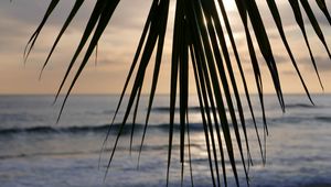 Preview wallpaper palm tree, branch, leaves, tropics, sea, beach