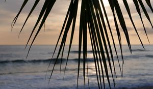 Preview wallpaper palm tree, branch, leaves, tropics, sea, beach