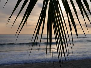 Preview wallpaper palm tree, branch, leaves, tropics, sea, beach