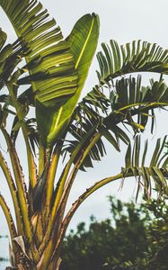 Preview wallpaper palm tree, branch, leaves