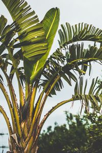 Preview wallpaper palm tree, branch, leaves