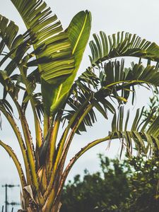 Preview wallpaper palm tree, branch, leaves