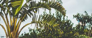 Preview wallpaper palm tree, branch, leaves