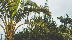 Preview wallpaper palm tree, branch, leaves