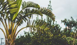 Preview wallpaper palm tree, branch, leaves