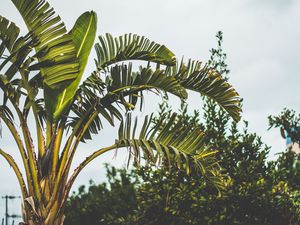 Preview wallpaper palm tree, branch, leaves