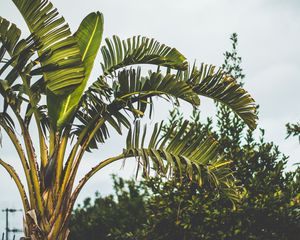 Preview wallpaper palm tree, branch, leaves