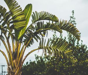 Preview wallpaper palm tree, branch, leaves