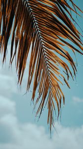 Preview wallpaper palm tree, branch, leaves, sky