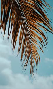 Preview wallpaper palm tree, branch, leaves, sky