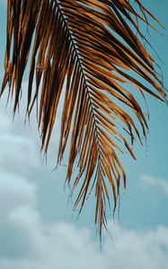 Preview wallpaper palm tree, branch, leaves, sky