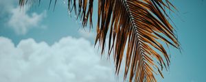Preview wallpaper palm tree, branch, leaves, sky