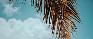 Preview wallpaper palm tree, branch, leaves, sky