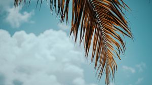 Preview wallpaper palm tree, branch, leaves, sky