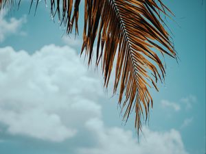 Preview wallpaper palm tree, branch, leaves, sky