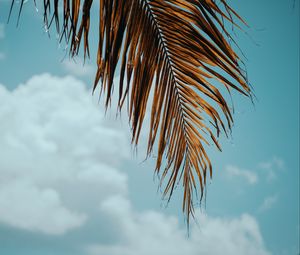 Preview wallpaper palm tree, branch, leaves, sky