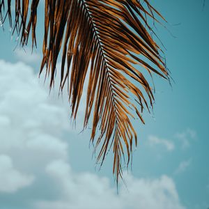 Preview wallpaper palm tree, branch, leaves, sky