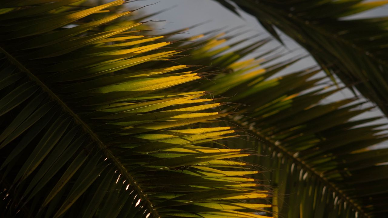 Wallpaper palm tree, branch, leaves, macro