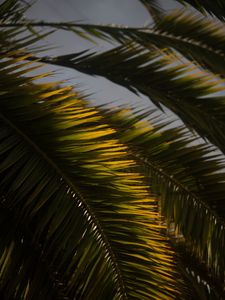 Preview wallpaper palm tree, branch, leaves, macro