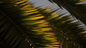 Preview wallpaper palm tree, branch, leaves, macro