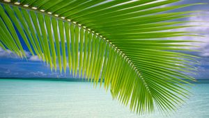 Preview wallpaper palm tree, branch, leaves, gulf, blue water