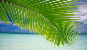 Preview wallpaper palm tree, branch, leaves, gulf, blue water