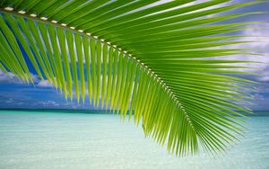 Preview wallpaper palm tree, branch, leaves, gulf, blue water
