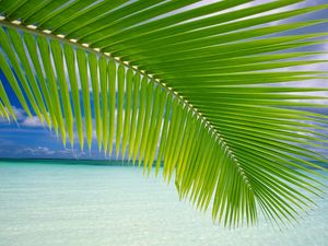 Preview wallpaper palm tree, branch, leaves, gulf, blue water