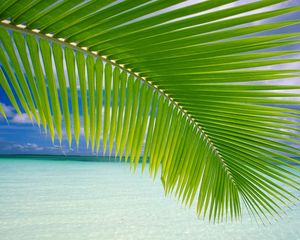 Preview wallpaper palm tree, branch, leaves, gulf, blue water