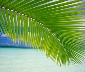 Preview wallpaper palm tree, branch, leaves, gulf, blue water