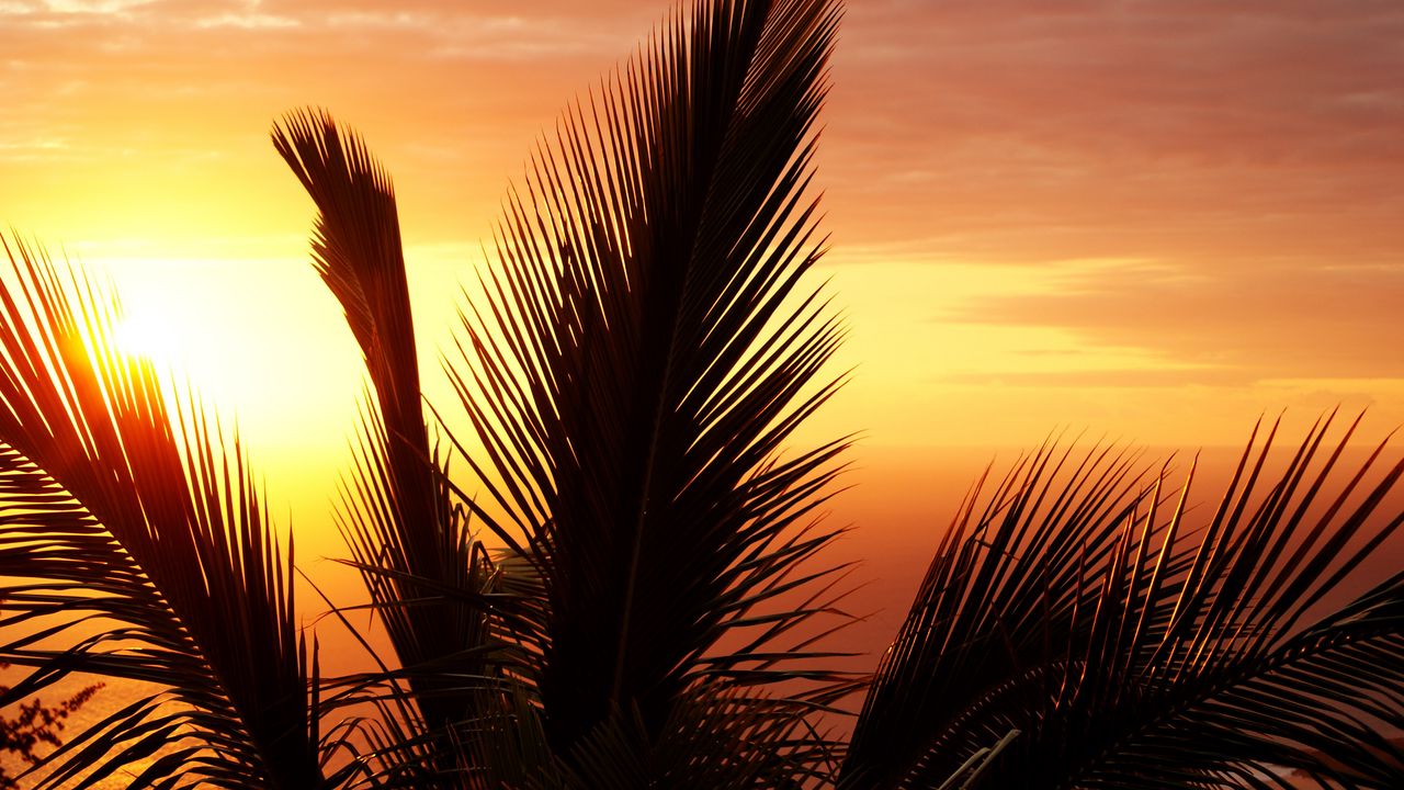 Wallpaper palm tree, branch, sunset, sky