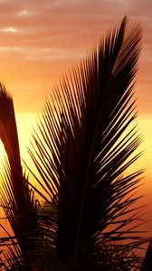 Preview wallpaper palm tree, branch, sunset, sky