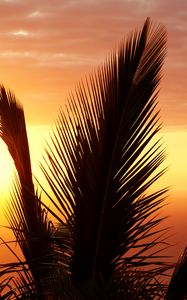 Preview wallpaper palm tree, branch, sunset, sky