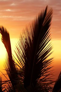 Preview wallpaper palm tree, branch, sunset, sky