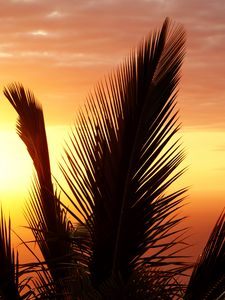 Preview wallpaper palm tree, branch, sunset, sky