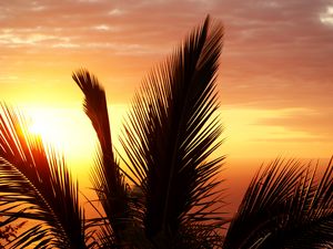 Preview wallpaper palm tree, branch, sunset, sky