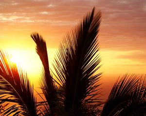 Preview wallpaper palm tree, branch, sunset, sky