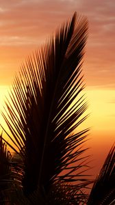 Preview wallpaper palm tree, branch, sunset, outline