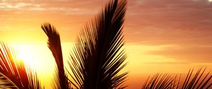 Preview wallpaper palm tree, branch, sunset, outline