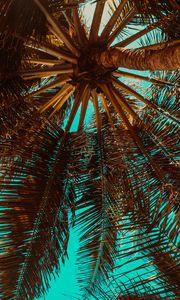 Preview wallpaper palm tree, branch, tree, tropics, bottom view
