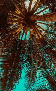 Preview wallpaper palm tree, branch, tree, tropics, bottom view