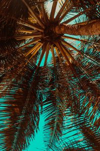 Preview wallpaper palm tree, branch, tree, tropics, bottom view