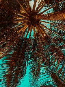 Preview wallpaper palm tree, branch, tree, tropics, bottom view