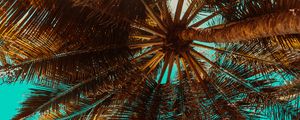 Preview wallpaper palm tree, branch, tree, tropics, bottom view