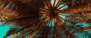 Preview wallpaper palm tree, branch, tree, tropics, bottom view