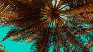 Preview wallpaper palm tree, branch, tree, tropics, bottom view