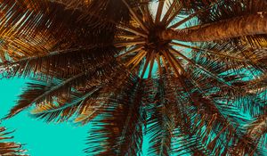 Preview wallpaper palm tree, branch, tree, tropics, bottom view